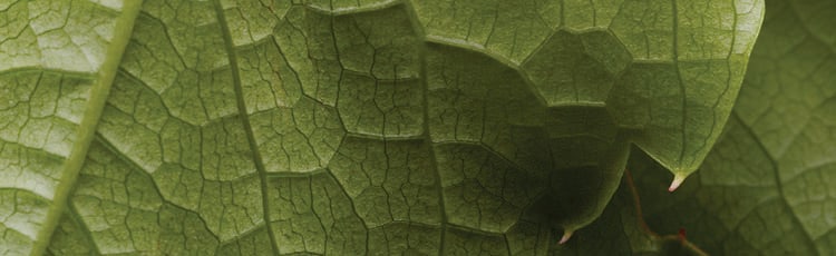 green leaves close-up