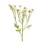 Chamomile