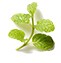 Peppermint