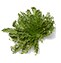 Rose of Jericho