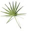 Saw Palmetto
