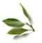 Silver Tip White Tea
